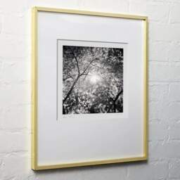 Art and collection photography Denis Olivier, Sun Through A Japanese Maple, Botanical Garden, Bordeaux, France. October 2020. Ref-1382 - Denis Olivier Photography, light wood frame on white wall