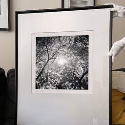 Art and collection photography Denis Olivier, Sun Through A Japanese Maple, Botanical Garden, Bordeaux, France. October 2020. Ref-1382 - Denis Olivier Photography, large original 9 x 9 inches fine-art photograph print in limited edition and signed hold by a galerist woman