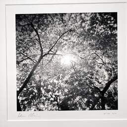 Art and collection photography Denis Olivier, Sun Through A Japanese Maple, Botanical Garden, Bordeaux, France. October 2020. Ref-1382 - Denis Olivier Photography, original photographic print in limited edition and signed, framed under cardboard mat
