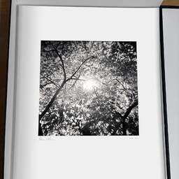 Art and collection photography Denis Olivier, Sun Through A Japanese Maple, Botanical Garden, Bordeaux, France. October 2020. Ref-1382 - Denis Olivier Photography, original photographic print in limited edition and signed, framed under cardboard mat