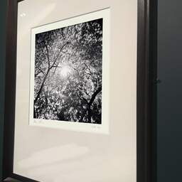 Art and collection photography Denis Olivier, Sun Through A Japanese Maple, Botanical Garden, Bordeaux, France. October 2020. Ref-1382 - Denis Olivier Photography, brown wood old frame on dark gray background