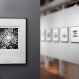 Art and collection photography Denis Olivier, Sun Through A Japanese Maple, Botanical Garden, Bordeaux, France. October 2020. Ref-1382 - Denis Olivier Photography, gallery exhibition with black frame