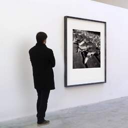 Art and collection photography Denis Olivier, They Died In Autumn, Canéjan, France. November 2005. Ref-830 - Denis Olivier Art Photography, A visitor contemplate a large original photographic art print in limited edition and signed in a black frame