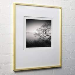 Art and collection photography Denis Olivier, Tree In Water, Etude 1, Azur Lake, France. March 2021. Ref-1413 - Denis Olivier Photography, light wood frame on white wall
