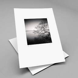 Art and collection photography Denis Olivier, Tree In Water, Etude 1, Azur Lake, France. March 2021. Ref-1413 - Denis Olivier Photography, original fine-art photograph print in limited edition and signed