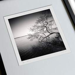 Art and collection photography Denis Olivier, Tree In Water, Etude 1, Azur Lake, France. March 2021. Ref-1413 - Denis Olivier Art Photography, large original 9 x 9 inches fine-art photograph print in limited edition, framed and signed