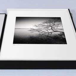 Art and collection photography Denis Olivier, Tree In Water, Etude 1, Azur Lake, France. March 2021. Ref-1413 - Denis Olivier Photography, large original 15.7 x 15.7 inches fine-art photograph print in limited edition, Leica M7 film 24x36 camera
