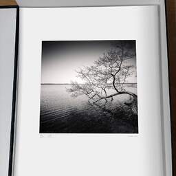 Art and collection photography Denis Olivier, Tree In Water, Etude 1, Azur Lake, France. March 2021. Ref-1413 - Denis Olivier Photography, original photographic print in limited edition and signed, framed under cardboard mat