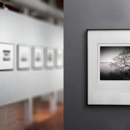 Art and collection photography Denis Olivier, Tree In Water, Etude 1, Azur Lake, France. March 2021. Ref-1413 - Denis Olivier Photography, gallery exhibition with black frame