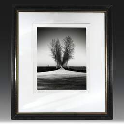 Art and collection photography Denis Olivier, Trees Alignment, Etude 2, Friesland, Netherlands. April 2015. Ref-11645 - Denis Olivier Photography, original fine-art photograph in limited edition and signed in black and gold wood frame