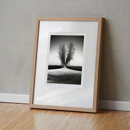 Art and collection photography Denis Olivier, Trees Alignment, Etude 2, Friesland, Netherlands. April 2015. Ref-11645 - Denis Olivier Photography, original fine-art photograph in limited edition and signed in light wood frame