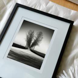 Art and collection photography Denis Olivier, Trees Alignment, Etude 2, Friesland, Netherlands. April 2015. Ref-11645 - Denis Olivier Art Photography, reception and unpacking of an original fine-art photograph in limited edition and signed in a black wooden frame