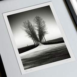 Art and collection photography Denis Olivier, Trees Alignment, Etude 2, Friesland, Netherlands. April 2015. Ref-11645 - Denis Olivier Photography, large original 9 x 9 inches fine-art photograph print in limited edition, framed and signed