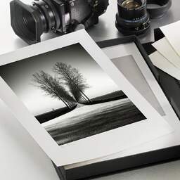 Art and collection photography Denis Olivier, Trees Alignment, Etude 2, Friesland, Netherlands. April 2015. Ref-11645 - Denis Olivier Photography, original photographic print in limited edition and signed, in an Hahnemühle cardboard archival portfolio box, with a Mamiya RZ67 Pro camera and lens