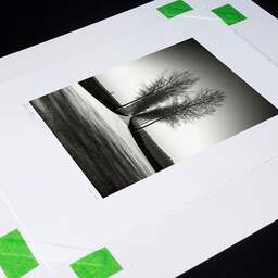 Art and collection photography Denis Olivier, Trees Alignment, Etude 2, Friesland, Netherlands. April 2015. Ref-11645 - Denis Olivier Art Photography, original photographic print in limited edition and signed, print fixed before framing