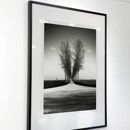 Art and collection photography Denis Olivier, Trees Alignment, Etude 2, Friesland, Netherlands. April 2015. Ref-11645 - Denis Olivier Art Photography, Exhibition of a large original photographic art print in limited edition and signed
