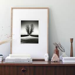 Art and collection photography Denis Olivier, Trees Alignment, Etude 2, Friesland, Netherlands. April 2015. Ref-11645 - Denis Olivier Art Photography, Original photographic art print in limited edition and signed framed in an 21.26