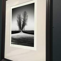 Art and collection photography Denis Olivier, Trees Alignment, Etude 2, Friesland, Netherlands. April 2015. Ref-11645 - Denis Olivier Photography, brown wood old frame on dark gray background