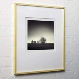 Art and collection photography Denis Olivier, Trees, Hosh, England. April 2006. Ref-975 - Denis Olivier Art Photography, light wood frame on white wall