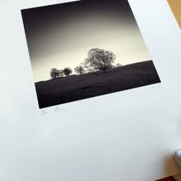 Art and collection photography Denis Olivier, Trees, Hosh, England. April 2006. Ref-975 - Denis Olivier Photography, original fine-art photograph print in limited edition and signed