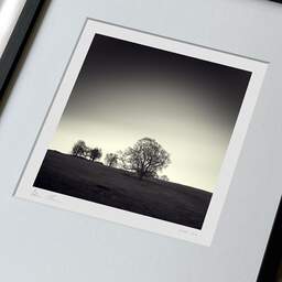 Art and collection photography Denis Olivier, Trees, Hosh, England. April 2006. Ref-975 - Denis Olivier Photography, large original 9 x 9 inches fine-art photograph print in limited edition, framed and signed