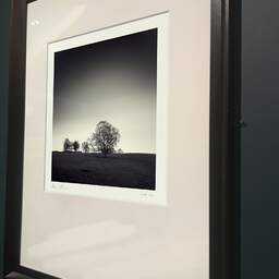 Art and collection photography Denis Olivier, Trees, Hosh, England. April 2006. Ref-975 - Denis Olivier Photography, brown wood old frame on dark gray background