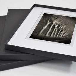 Art and collection photography Denis Olivier, Trees In Motion, South-West Road, France. December 2003. Ref-1328 - Denis Olivier Art Photography, original fine-art photograph in limited edition and signed in a folding and archival conservation box