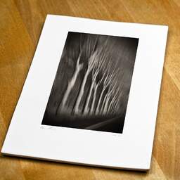 Art and collection photography Denis Olivier, Trees In Motion, South-West Road, France. December 2003. Ref-1328 - Denis Olivier Photography, original fine-art photograph print in limited edition and signed