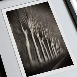 Art and collection photography Denis Olivier, Trees In Motion, South-West Road, France. December 2003. Ref-1328 - Denis Olivier Art Photography, large original 9 x 9 inches fine-art photograph print in limited edition, framed and signed