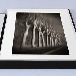 Art and collection photography Denis Olivier, Trees In Motion, South-West Road, France. December 2003. Ref-1328 - Denis Olivier Art Photography, large original 15.7 x 15.7 inches fine-art photograph print in limited edition, Leica M7 film 24x36 camera