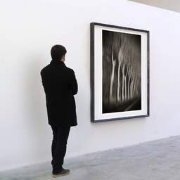 Art and collection photography Denis Olivier, Trees In Motion, South-West Road, France. December 2003. Ref-1328 - Denis Olivier Art Photography, A visitor contemplate a large original photographic art print in limited edition and signed in a black frame