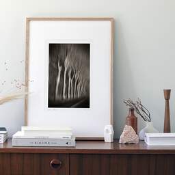 Art and collection photography Denis Olivier, Trees In Motion, South-West Road, France. December 2003. Ref-1328 - Denis Olivier Art Photography, Original photographic art print in limited edition and signed framed in an 21.26