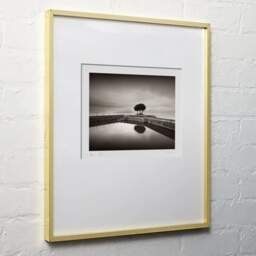 Art and collection photography Denis Olivier, Trees On Pier, Etude 2, Lake Maggiore, Italy. August 2014. Ref-11608 - Denis Olivier Art Photography, light wood frame on white wall