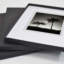 Art and collection photography Denis Olivier, Two Palm Trees In The Sun, Otorohanga District, Waikato, New Zealand. July 2018. Ref-11651 - Denis Olivier Photography, original fine-art photograph in limited edition and signed in a folding and archival conservation box