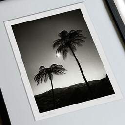 Art and collection photography Denis Olivier, Two Palm Trees In The Sun, Otorohanga District, Waikato, New Zealand. July 2018. Ref-11651 - Denis Olivier Art Photography, large original 9 x 9 inches fine-art photograph print in limited edition, framed and signed