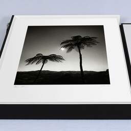 Art and collection photography Denis Olivier, Two Palm Trees In The Sun, Otorohanga District, Waikato, New Zealand. July 2018. Ref-11651 - Denis Olivier Art Photography, large original 15.7 x 15.7 inches fine-art photograph print in limited edition, Leica M7 film 24x36 camera