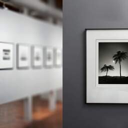 Art and collection photography Denis Olivier, Two Palm Trees In The Sun, Otorohanga District, Waikato, New Zealand. July 2018. Ref-11651 - Denis Olivier Art Photography, gallery exhibition with black frame