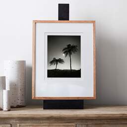 Art and collection photography Denis Olivier, Two Palm Trees In The Sun, Otorohanga District, Waikato, New Zealand. July 2018. Ref-11651 - Denis Olivier Photography, gallery exhibition with black frame
