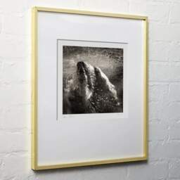 Art and collection photography Denis Olivier, Underwater Polar Bear, Palmyre Zoo, France. September 2009. Ref-1226 - Denis Olivier Photography, light wood frame on white wall