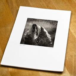 Art and collection photography Denis Olivier, Underwater Polar Bear, Palmyre Zoo, France. September 2009. Ref-1226 - Denis Olivier Art Photography, original fine-art photograph print in limited edition and signed