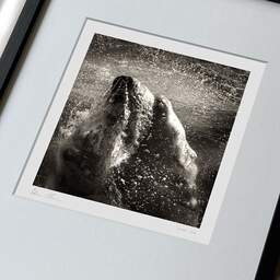Art and collection photography Denis Olivier, Underwater Polar Bear, Palmyre Zoo, France. September 2009. Ref-1226 - Denis Olivier Photography, large original 9 x 9 inches fine-art photograph print in limited edition, framed and signed