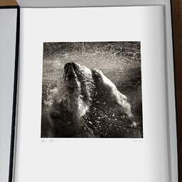 Art and collection photography Denis Olivier, Underwater Polar Bear, Palmyre Zoo, France. September 2009. Ref-1226 - Denis Olivier Art Photography, original photographic print in limited edition and signed, framed under cardboard mat