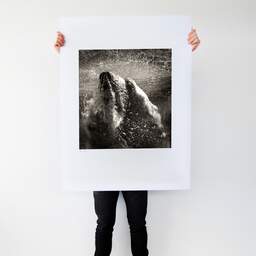 Art and collection photography Denis Olivier, Underwater Polar Bear, Palmyre Zoo, France. September 2009. Ref-1226 - Denis Olivier Art Photography, Large original photographic art print in limited edition and signed tenu par un homme