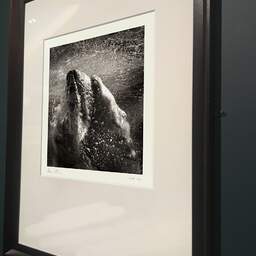 Art and collection photography Denis Olivier, Underwater Polar Bear, Palmyre Zoo, France. September 2009. Ref-1226 - Denis Olivier Photography, brown wood old frame on dark gray background