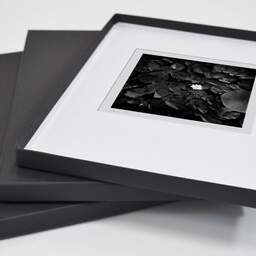 Art and collection photography Denis Olivier, White Water Lily, Etude 1, Botanical Garden, Bordeaux, France. October 2020. Ref-1380 - Denis Olivier Photography, original fine-art photograph in limited edition and signed in a folding and archival conservation box
