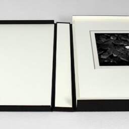 Art and collection photography Denis Olivier, White Water Lily, Etude 1, Botanical Garden, Bordeaux, France. October 2020. Ref-1380 - Denis Olivier Photography, photograph with matte folding in a luxury book presentation box
