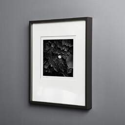 Art and collection photography Denis Olivier, White Water Lily, Etude 1, Botanical Garden, Bordeaux, France. October 2020. Ref-1380 - Denis Olivier Photography, black wood frame on gray background